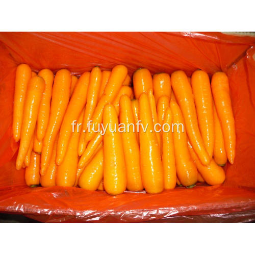 Nouvelle récolte de carottes fraîches 2019